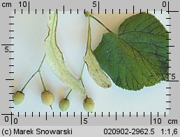 Tilia platyphyllos (lipa szerokolistna)