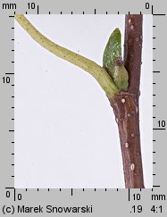 Betula pendula (brzoza brodawkowata)