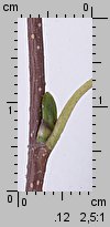 Betula pendula (brzoza brodawkowata)