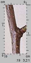 Betula pendula (brzoza brodawkowata)