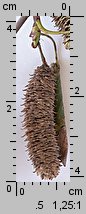 Betula pendula (brzoza brodawkowata)