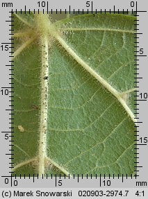 Tilia platyphyllos (lipa szerokolistna)