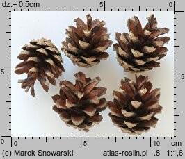 Pinus sylvestris (sosna zwyczajna)