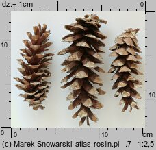 Pinus strobus (sosna amerykańska)