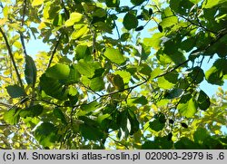 Alnus glutinosa (olsza czarna)