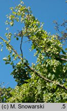 Humulus lupulus (chmiel zwyczajny)