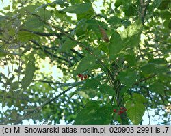 Solanum dulcamara (psianka słodkogórz)