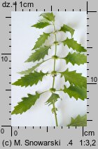 Lycopus europaeus (karbieniec pospolity)