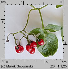 Solanum dulcamara (psianka słodkogórz)