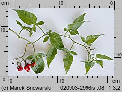 Solanum dulcamara (psianka słodkogórz)