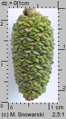 Alnus glutinosa (olsza czarna)