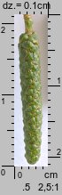 Alnus glutinosa (olsza czarna)