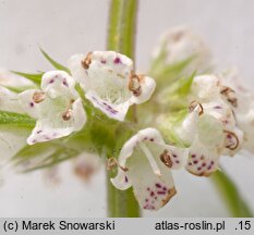 Lycopus europaeus (karbieniec pospolity)