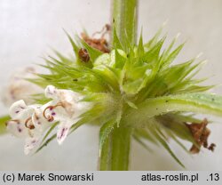 Lycopus europaeus (karbieniec pospolity)