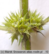 Lycopus europaeus (karbieniec pospolity)
