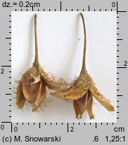 Fagus sylvatica s.str. (buk pospolity)