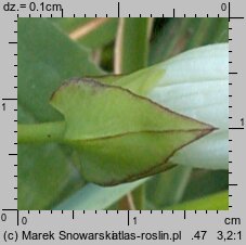 Calystegia sepium (kielisznik zaroślowy)