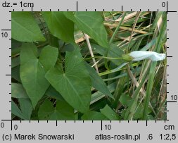 Calystegia sepium (kielisznik zaroślowy)