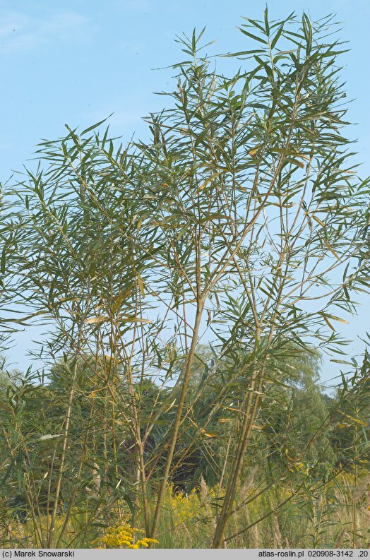 Salix viminalis (wierzba wiciowa)