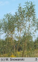 Salix viminalis (wierzba wiciowa)