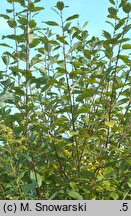 Salix caprea (wierzba iwa)