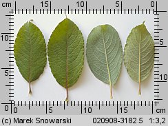 Salix caprea (wierzba iwa)