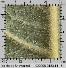 Salix caprea (wierzba iwa)