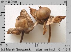 Calystegia sepium (kielisznik zaroślowy)