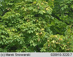 Aesculus hippocastanum (kasztanowiec pospolity)