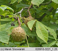 Aesculus hippocastanum (kasztanowiec pospolity)