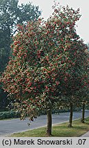 Sorbus intermedia (jarząb szwedzki)