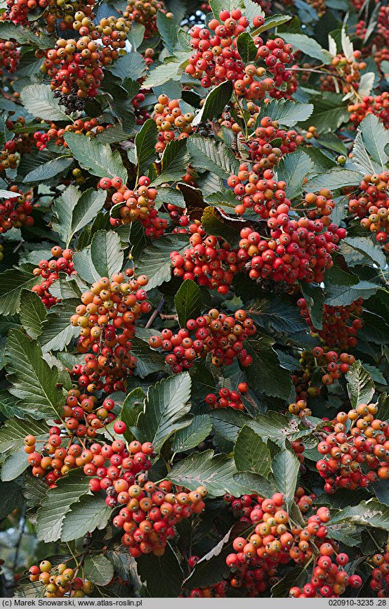 Sorbus intermedia (jarząb szwedzki)