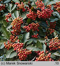 Sorbus intermedia (jarząb szwedzki)