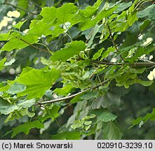 Acer platanoides (klon pospolity)