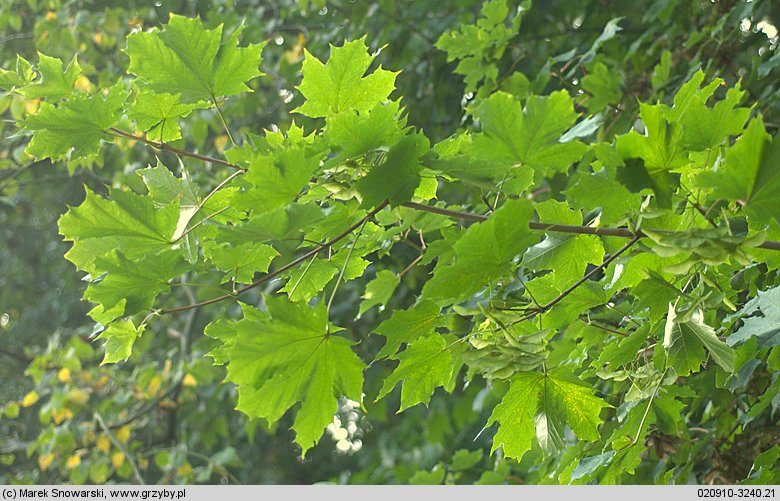 Acer platanoides (klon pospolity)