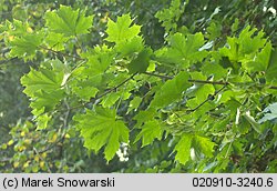 Acer platanoides (klon pospolity)