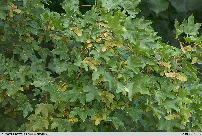 Acer campestre (klon polny)