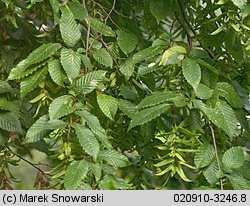 Carpinus betulus (grab pospolity)