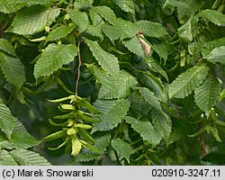 Carpinus betulus (grab pospolity)