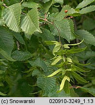 Carpinus betulus (grab pospolity)