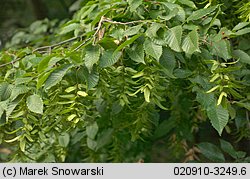 Carpinus betulus (grab pospolity)