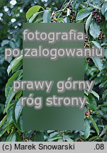 Padus serotina (czeremcha amerykańska)
