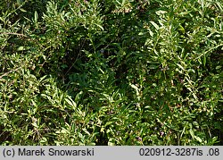 Lycium barbarum (kolcowój zwyczajny)