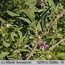 Lycium barbarum (kolcowój zwyczajny)