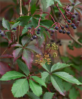 Parthenocissus inserta (winobluszcz zaroślowy)