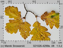 Quercus petraea (dąb bezszypułkowy)