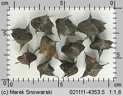 Trapa natans s.l. (kotewka orzech wodny)