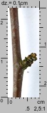 Prunus spinosa (śliwa tarnina)