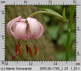 Lilium martagon (lilia złotogłów)