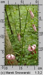 Lilium martagon (lilia złotogłów)